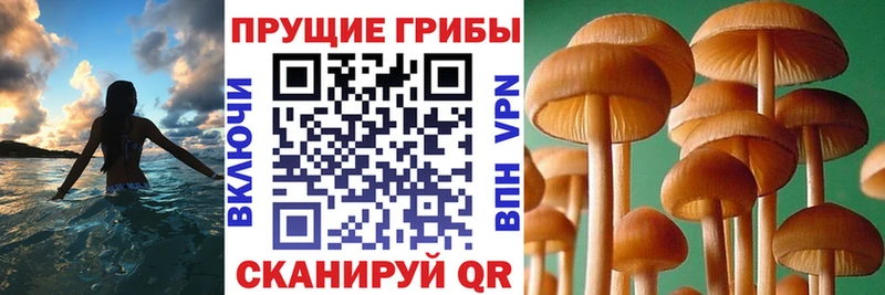 Галлюциногенные грибы Cubensis  Чадан 